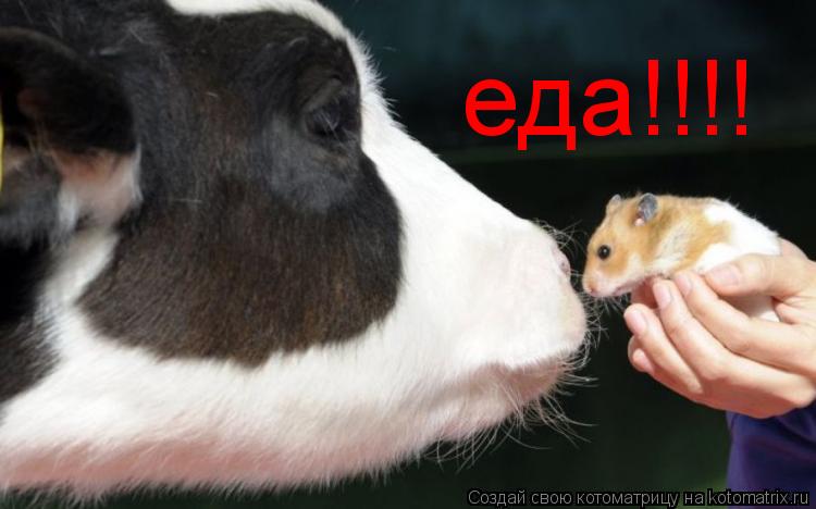 еда!!!!... Котоматрица: еда!!!!