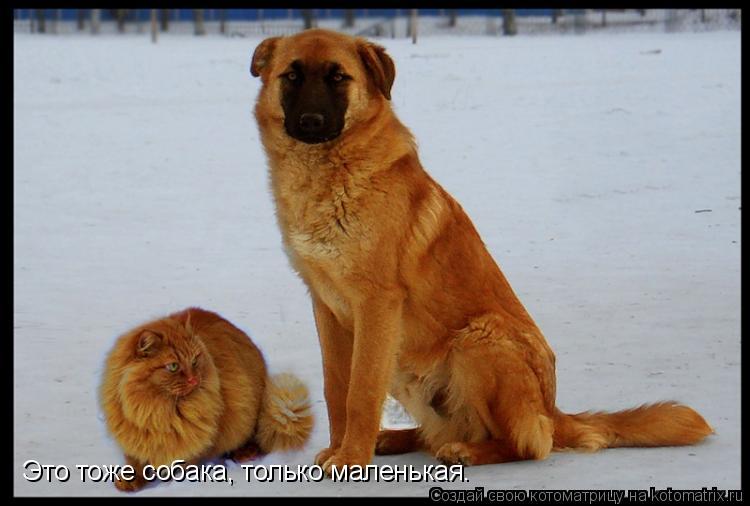 Это тоже собака, только маленькая.... Котоматрица: Это тоже собака, только маленькая.