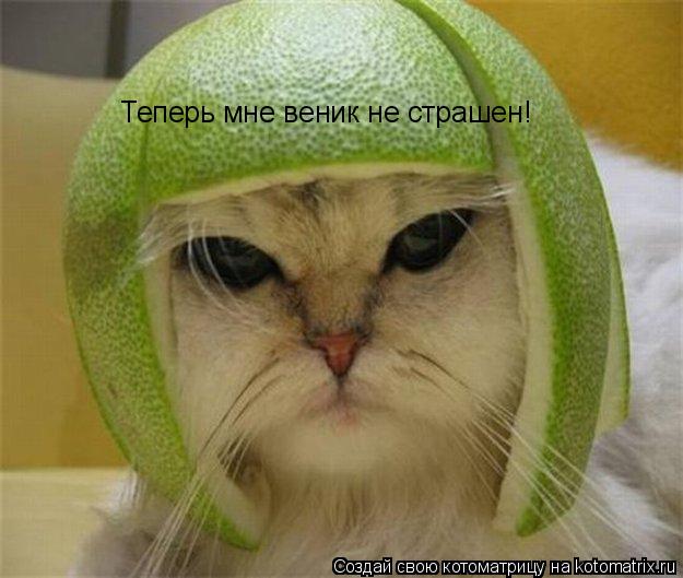 Теперь мне веник не страшен!... Котоматрица: Теперь мне веник не страшен!