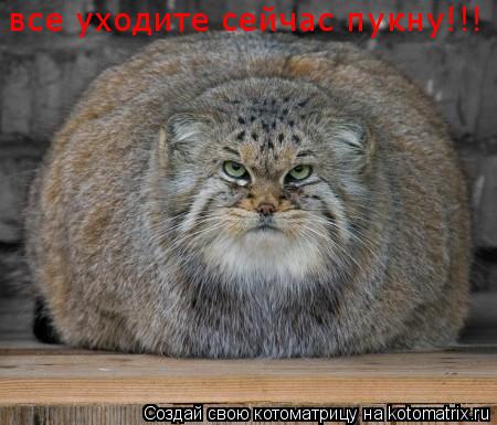 все уходите сейчас пукну!!!... Котоматрица: все уходите сейчас пукну!!!