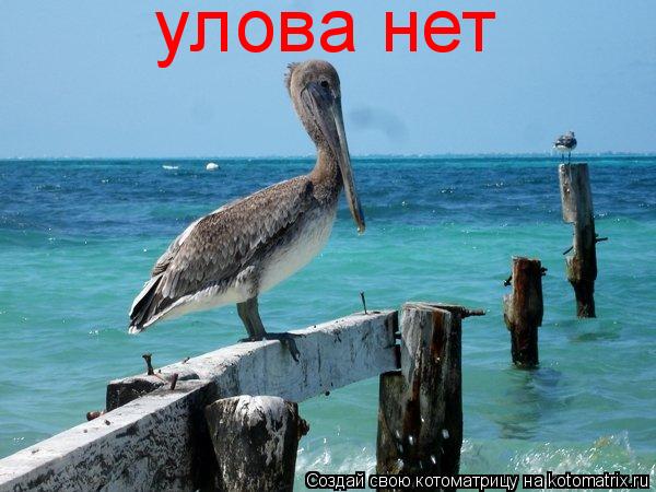 улова нет... Котоматрица: улова нет