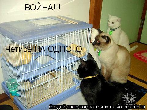 ВОЙНА!!! Четире НА ОДНОГО... Котоматрица: ВОЙНА!!! Четире НА ОДНОГО