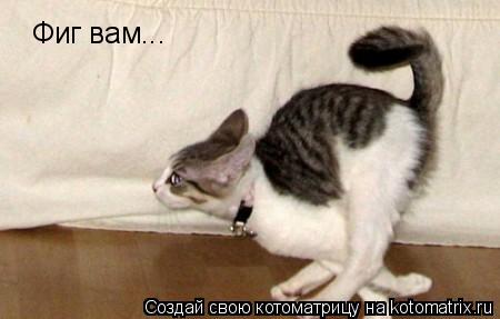Фиг вам...... Котоматрица: Фиг вам...