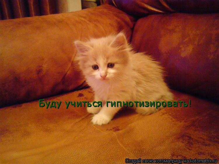 Буду учиться гипнотизировать! Буду учиться гипнотизировать!... Котоматрица: Буду учиться гипнотизировать! Буду учиться гипнотизировать!