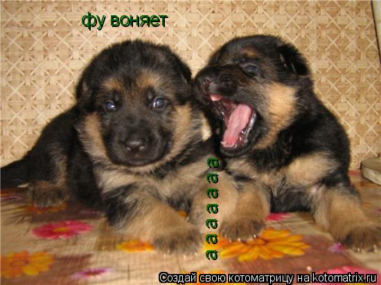 а а а а а а а фу воняет... Котоматрица: а а а а а а а фу воняет