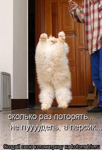 Котоматрица: сколько раз поторять... не пуууудель, а персик...