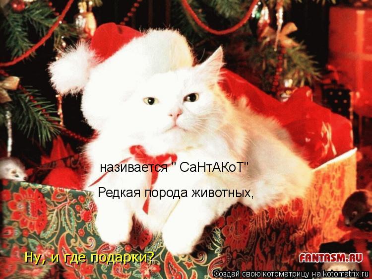 Редкая порода животных, називается " СаНтАКоТ"... Котоматрица: Редкая порода животных, називается " СаНтАКоТ"