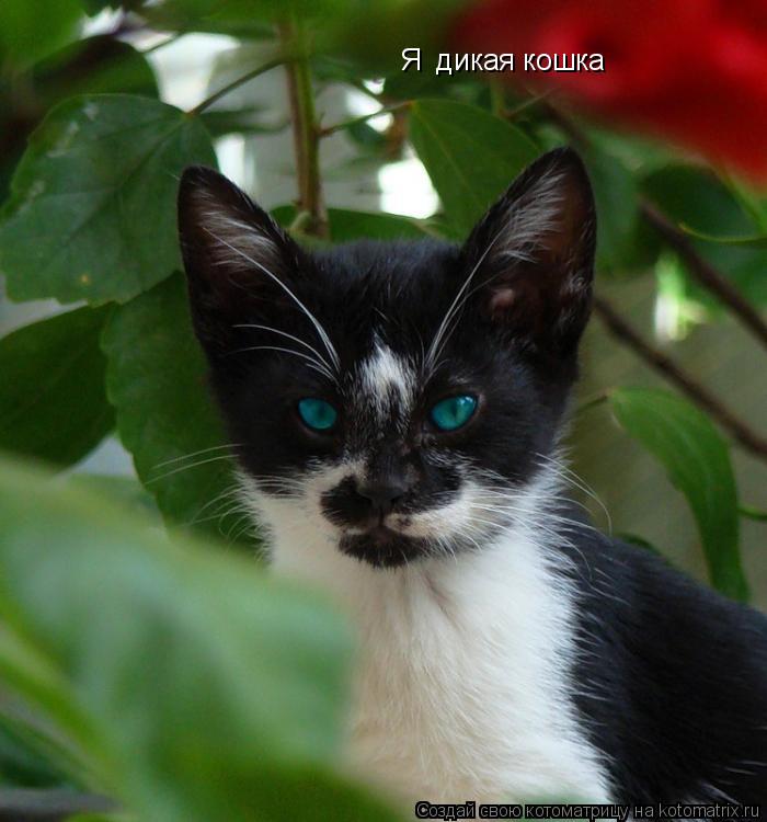 Я дикая кошка... Котоматрица: Я дикая кошка
