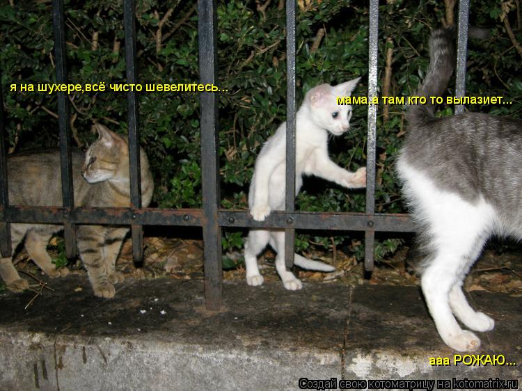 мама,а там кто то вылазиет... я на шухере,всё чисто шевелитесь... ааа РОЖАЮ...... Котоматрица: мама,а там кто то вылазиет... я на шухере,всё чисто шевелитесь... ааа РОЖАЮ...
