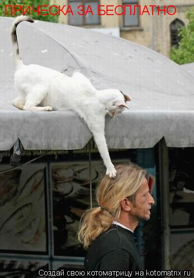 Котоматрица: ПРИЧЕСКА ЗА БЕСПЛАТНО