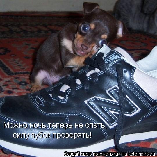 Котоматрица: Можно ночь теперь не спать,  силу зубок проверять!