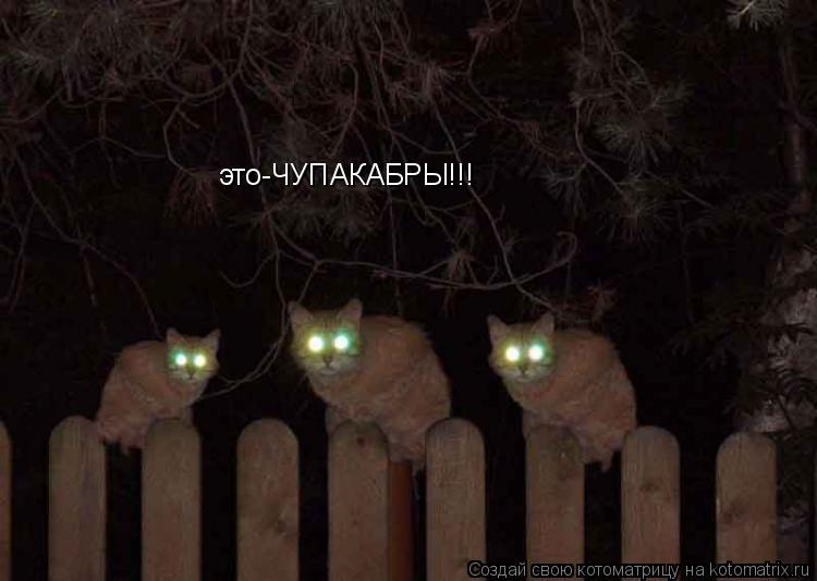 это-ЧУПАКАБРЫ!!!... Котоматрица: это-ЧУПАКАБРЫ!!!
