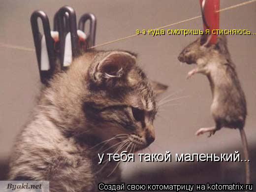 у тебя такой маленький... э-э куда смотришь я стисняюсь...... Котоматрица: у тебя такой маленький... э-э куда смотришь я стисняюсь...