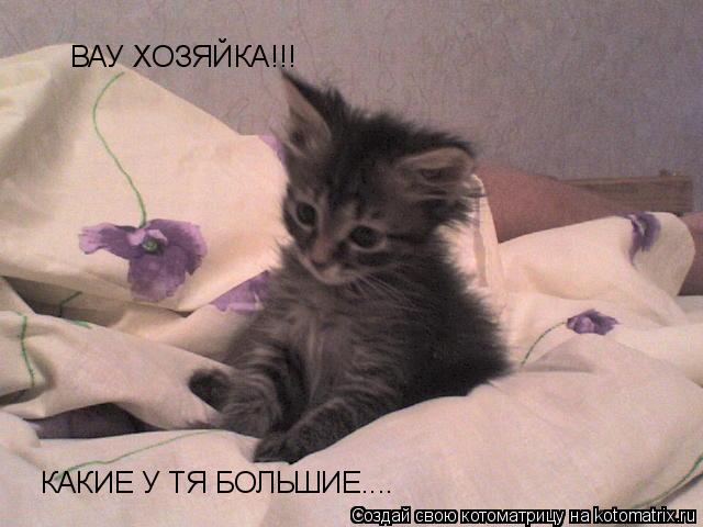 ВАУ ХОЗЯЙКА!!! КАКИЕ У ТЯ БОЛЬШИЕ....... Котоматрица: ВАУ ХОЗЯЙКА!!! КАКИЕ У ТЯ БОЛЬШИЕ....