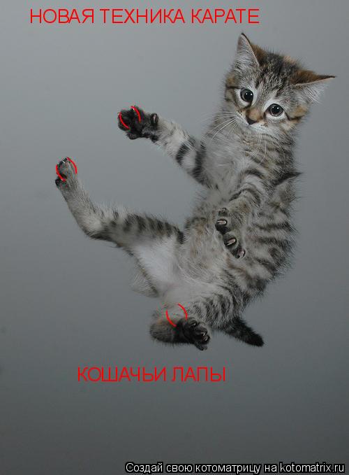 НОВАЯ ТЕХНИКА КАРАТЕ КОШАЧЬИ ЛАПЫ ( ) ( ) ( )... Котоматрица: НОВАЯ ТЕХНИКА КАРАТЕ КОШАЧЬИ ЛАПЫ ( ) ( ) ( )