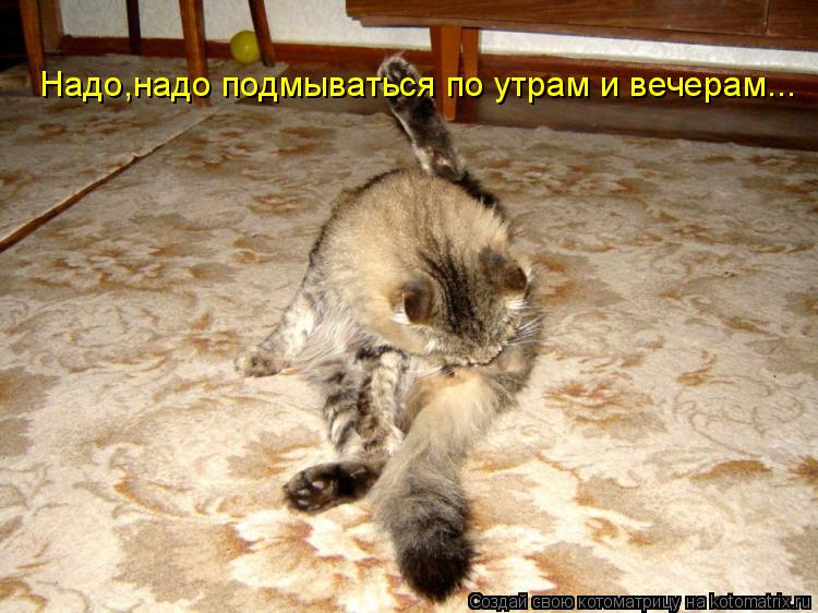 Надо,надо подмываться по утрам и вечерам...... Котоматрица: Надо,надо подмываться по утрам и вечерам...