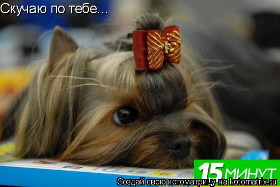 Скучаю по тебе...... Котоматрица: Скучаю по тебе...