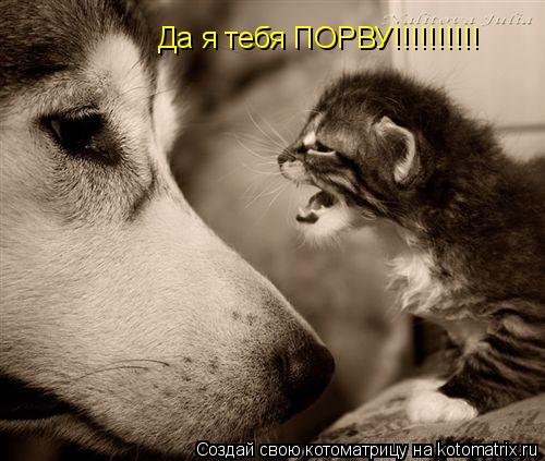 Да я тебя ПОРВУ!!!!!!!!!!... Котоматрица: Да я тебя ПОРВУ!!!!!!!!!!