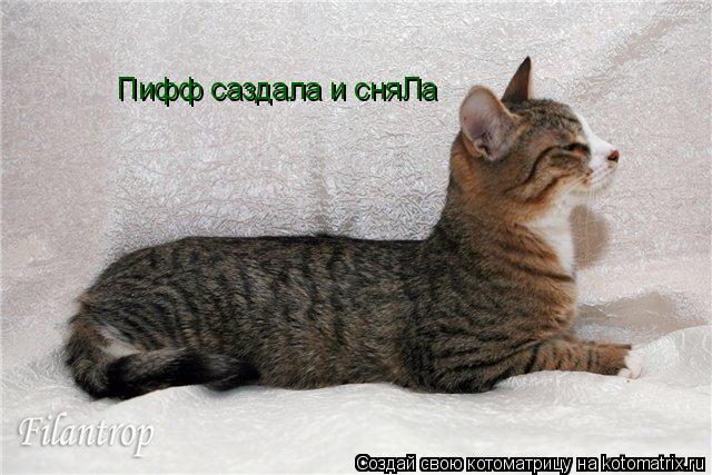 Пифф саздала и сняЛа... Котоматрица: Пифф саздала и сняЛа