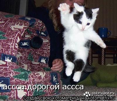 ассса дорогой ассса... Котоматрица: ассса дорогой ассса