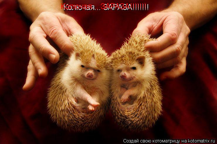 Колючая... ЗАРАЗА!!!!!!! Колючая... ЗАРАЗА!!!!!!!... Котоматрица: Колючая... ЗАРАЗА!!!!!!! Колючая... ЗАРАЗА!!!!!!!