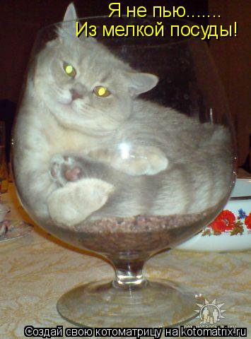 Я не пью....... Из мелкой посуды!... Котоматрица: Я не пью....... Из мелкой посуды!