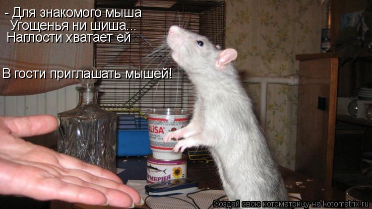 Котоматрица: - Для знакомого мыша Угощенья ни шиша... Наглости хватает ей В гости приглашать мышей!
