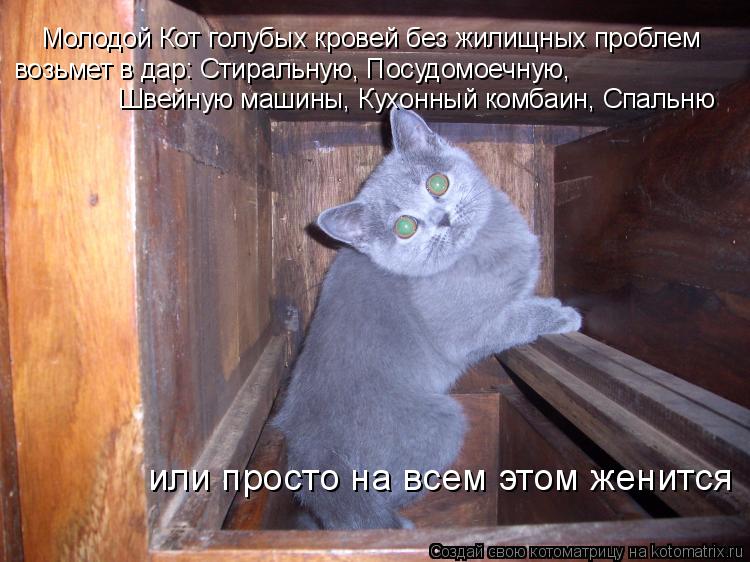 Молодой Кот голубых кровей без жилищных проблем возьмет в дар: Стиральную, Посудомоечную, Швейную ма... Котоматрица: Молодой Кот голубых кровей без жилищных проблем возьмет в дар: Стиральную, Посудомоечную, Швейную машины, Кухонный комбаин, Спальню или пр