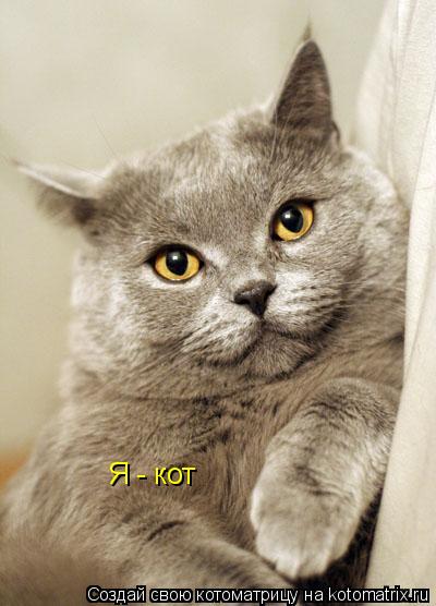 Я - кот... Котоматрица: Я - кот
