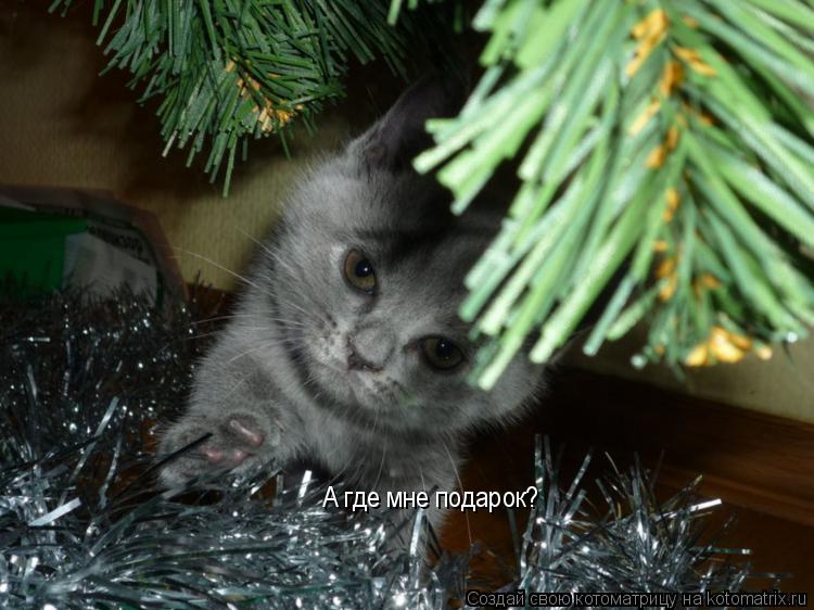 А где мне подарок?... Котоматрица: А где мне подарок?