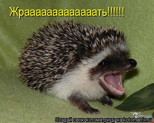 Жрааааааааааааать!!!!!!... Котоматрица: Жрааааааааааааать!!!!!!