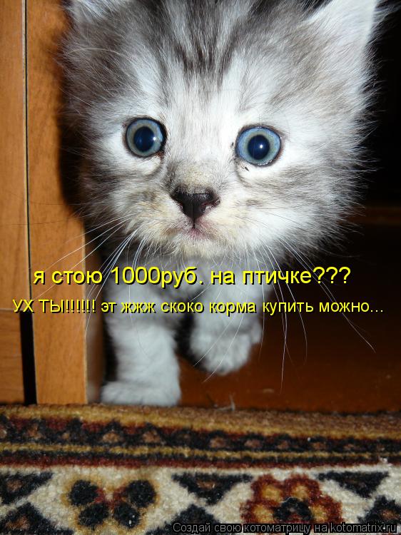 я стою 1000руб. на птичке??? УХ ТЫ!!!!!! эт жжж скоко корма купить можно...... Котоматрица: я стою 1000руб. на птичке??? УХ ТЫ!!!!!! эт жжж скоко корма купить можно...