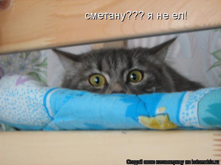 сметану??? я не ел!... Котоматрица: сметану??? я не ел!