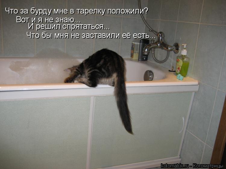 Что за бурду мне в тарелку положили? Вот и я не знаю... И решил спрятаться... Что бы мня не заставили... Котоматрица: Что за бурду мне в тарелку положили? Вот и я не знаю... И решил спрятаться... Что бы мня не заставили её есть...