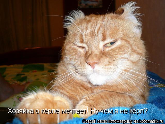 Хозяйка о кёрле мечтает! Ну чем я не кёрл?... Котоматрица: Хозяйка о кёрле мечтает! Ну чем я не кёрл?
