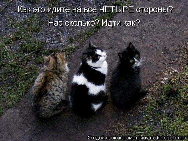 Как это идите на все ЧЕТЫРЕ стороны? Нас сколько? Идти как?... Котоматрица: Как это идите на все ЧЕТЫРЕ стороны? Нас сколько? Идти как?