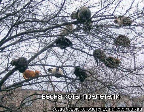 весна коты прелетели... Котоматрица: весна коты прелетели