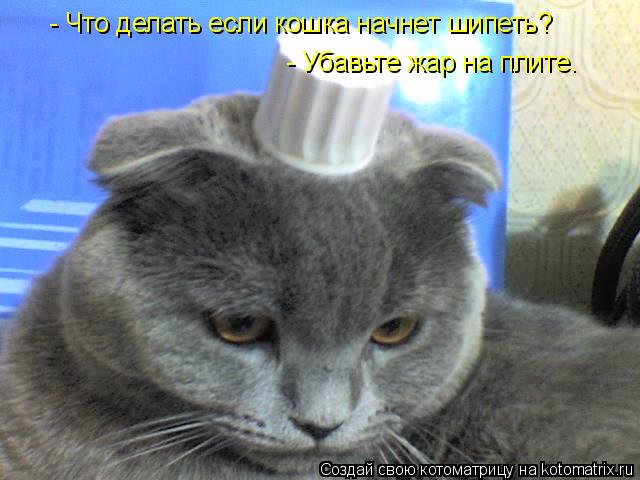 - Что делать если кошка начнет шипеть? - Убавьте жар на плите.... Котоматрица: - Что делать если кошка начнет шипеть? - Убавьте жар на плите.