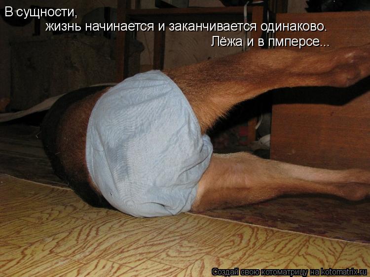 В сущности, жизнь начинается и заканчивается одинаково. Лёжа и в пмперсе...... Котоматрица: В сущности, жизнь начинается и заканчивается одинаково. Лёжа и в пмперсе...