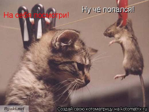 Ну чё попался! На себя посмотри!... Котоматрица: Ну чё попался! На себя посмотри!