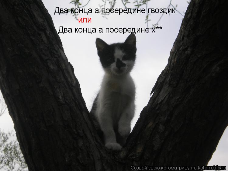 Два конца а посередине гвоздик или Два конца а посередине х**... Котоматрица: Два конца а посередине гвоздик или Два конца а посередине х**