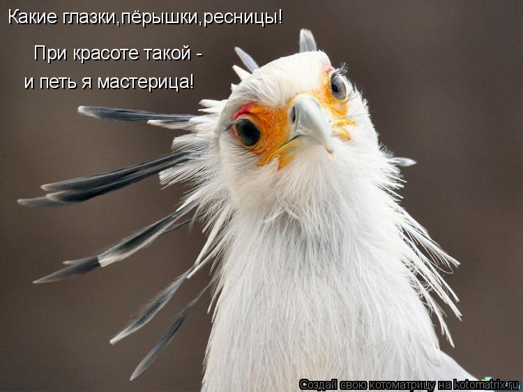Какие глазки,пёрышки,ресницы! При красоте такой - и петь я мастерица!... Котоматрица: Какие глазки,пёрышки,ресницы! При красоте такой - и петь я мастерица!