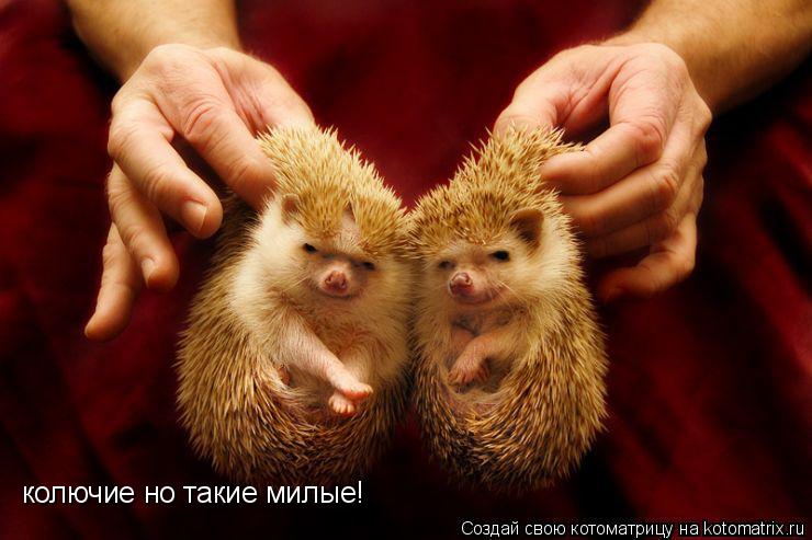 колючие но такие милые!... Котоматрица: колючие но такие милые!