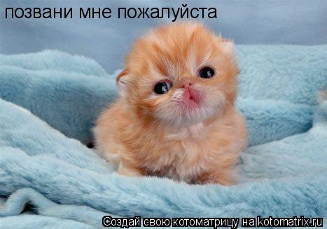 позвани мне пожалуйста... Котоматрица: позвани мне пожалуйста