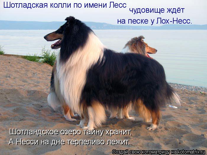 Шотладская колли по имени Лесс чудовище ждёт на песке у Лох-Несс. Шотландское озеро тайну хранит, А ... Котоматрица: Шотладская колли по имени Лесс чудовище ждёт на песке у Лох-Несс. Шотландское озеро тайну хранит, А Несси на дне терпеливо лежит.