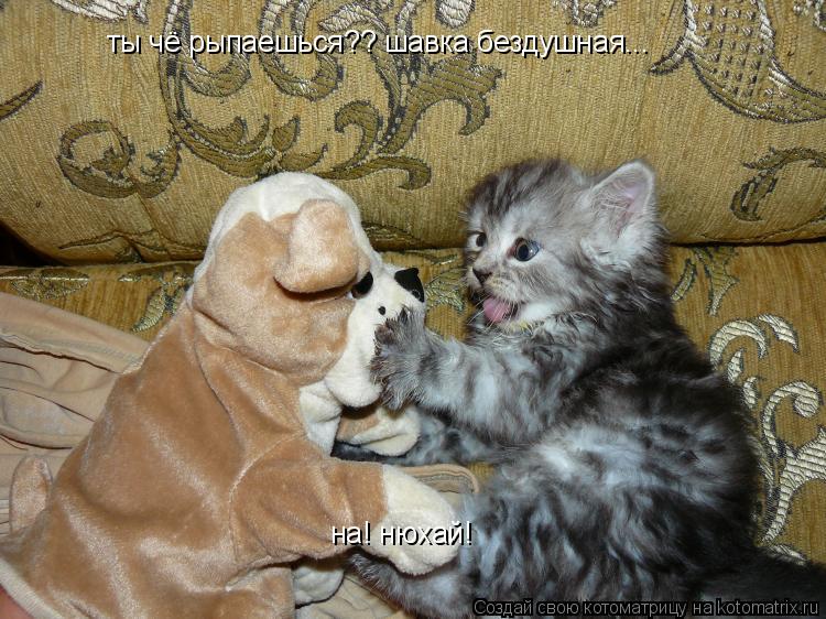 ты чё рыпаешься?? шавка бездушная... на! нюхай!... Котоматрица: ты чё рыпаешься?? шавка бездушная... на! нюхай!