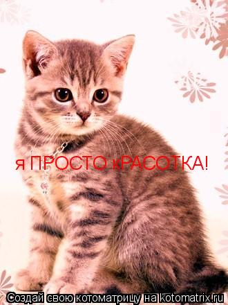 я ПРОСТО кРАСОТКА!... Котоматрица: я ПРОСТО кРАСОТКА!