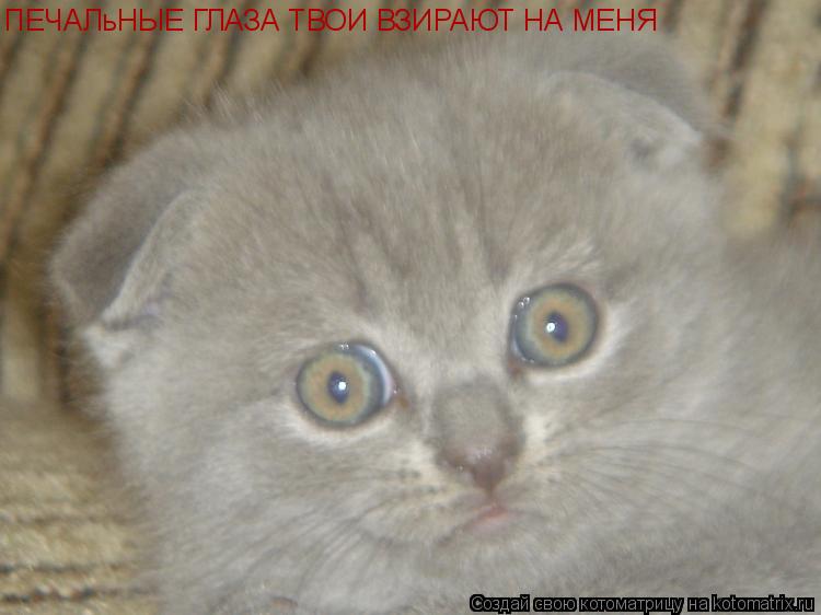 ПЕЧАЛьНЫЕ ГЛАЗА ТВОИ ВЗИРАЮТ НА МЕНЯ... Котоматрица: ПЕЧАЛьНЫЕ ГЛАЗА ТВОИ ВЗИРАЮТ НА МЕНЯ