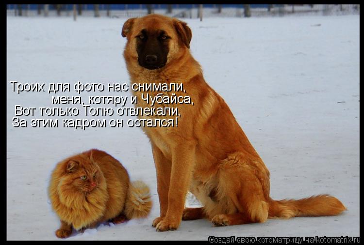 Троих для фото нас снимали, меня, котяру и Чубайса, Вот только Толю отвлекали, За этим кадром он оста... Котоматрица: Троих для фото нас снимали, меня, котяру и Чубайса, Вот только Толю отвлекали, За этим кадром он остался!