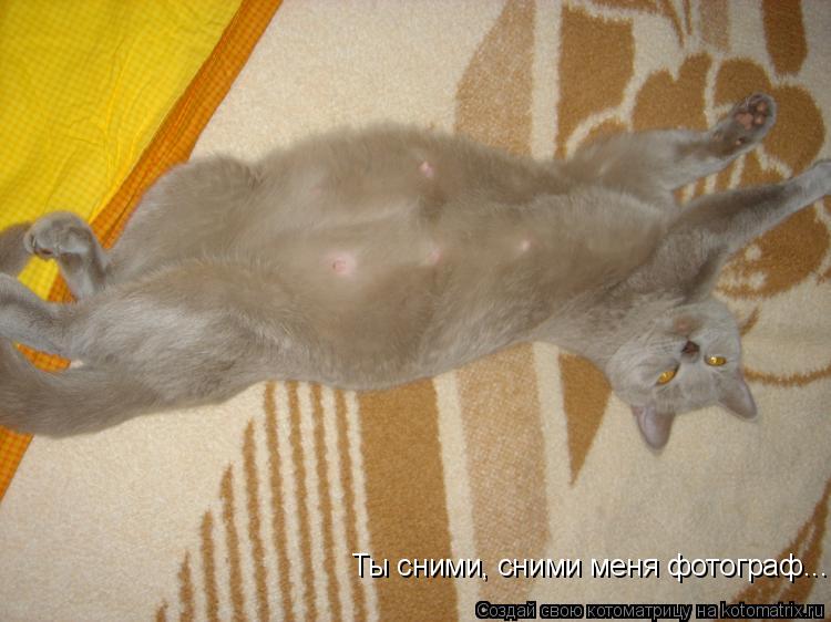 Ты сними, сними меня фотограф...... Котоматрица: Ты сними, сними меня фотограф...